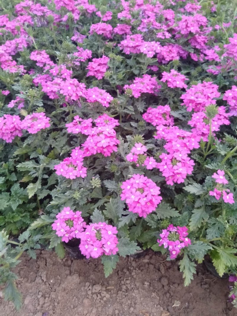 一串红，规格齐全基地直销大量有货常年出售各种草花苗木