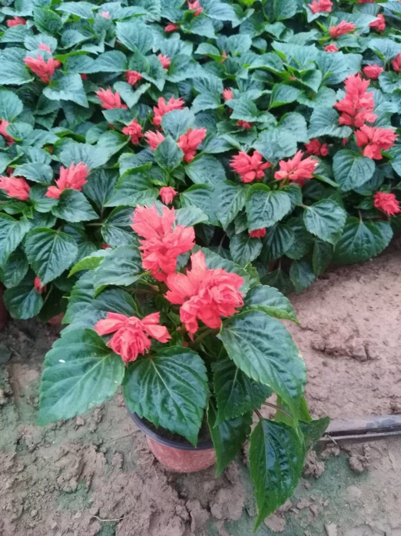一串红，规格齐全基地直销大量有货常年出售各种草花苗木