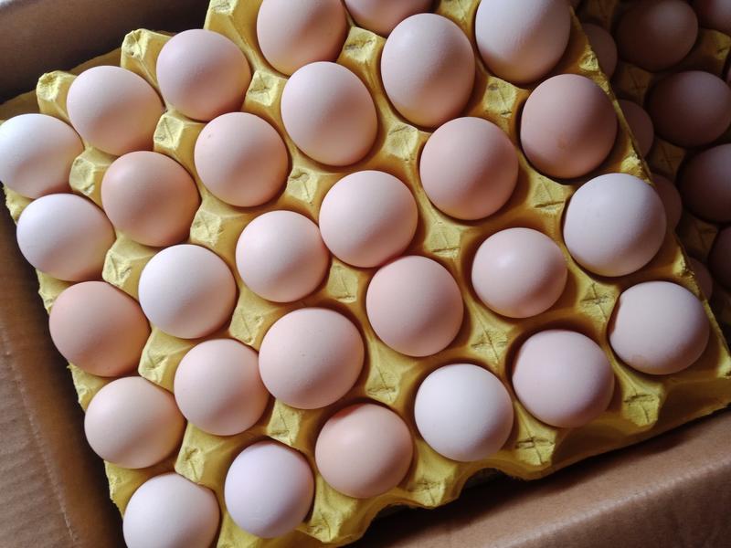 鸡蛋白壳鸡蛋仅发云贵川广西48小时内发货极速退款