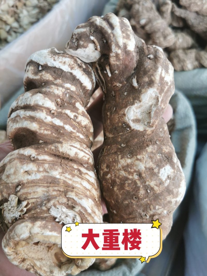重楼华重楼产地直销量大从优一手货源