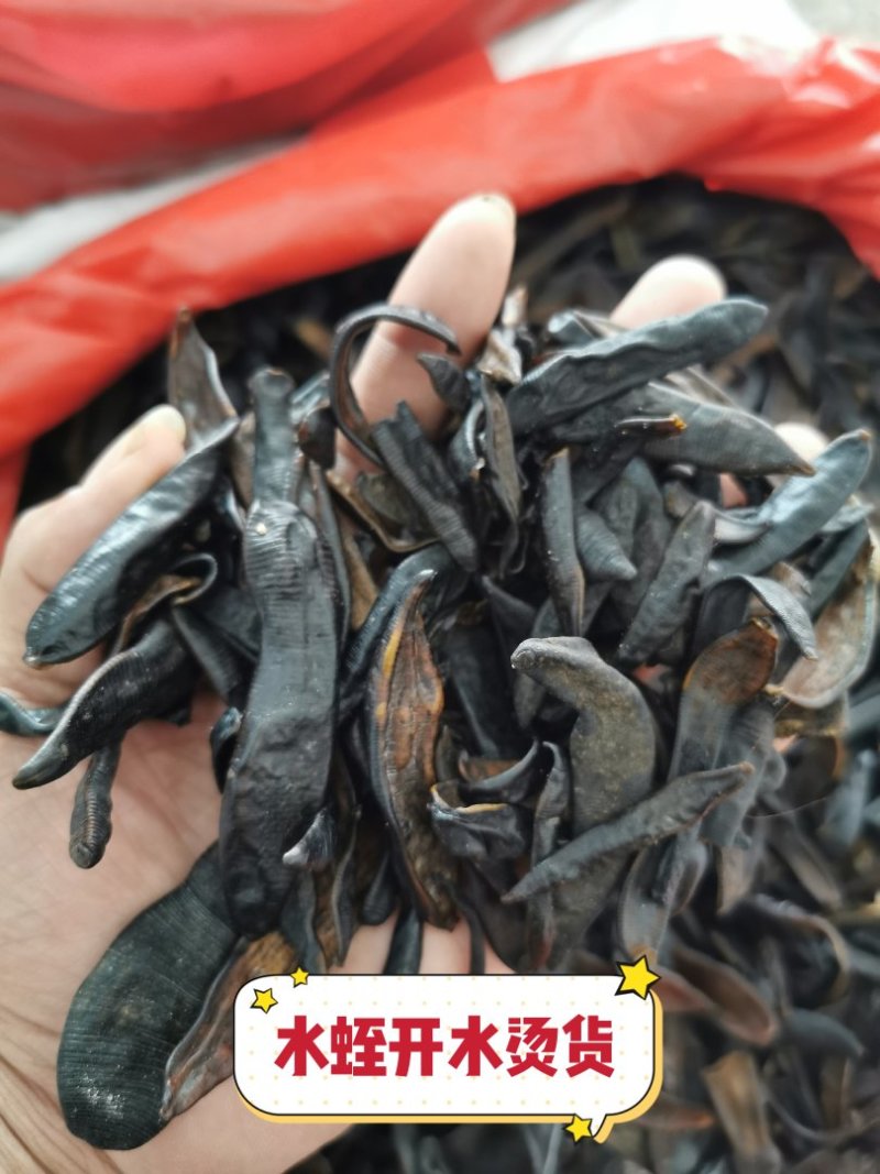 水蛭清水水蛭蚂蟥蚂蟥干