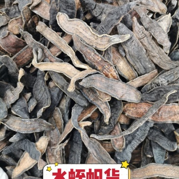 水蛭清水水蛭蚂蟥蚂蟥干