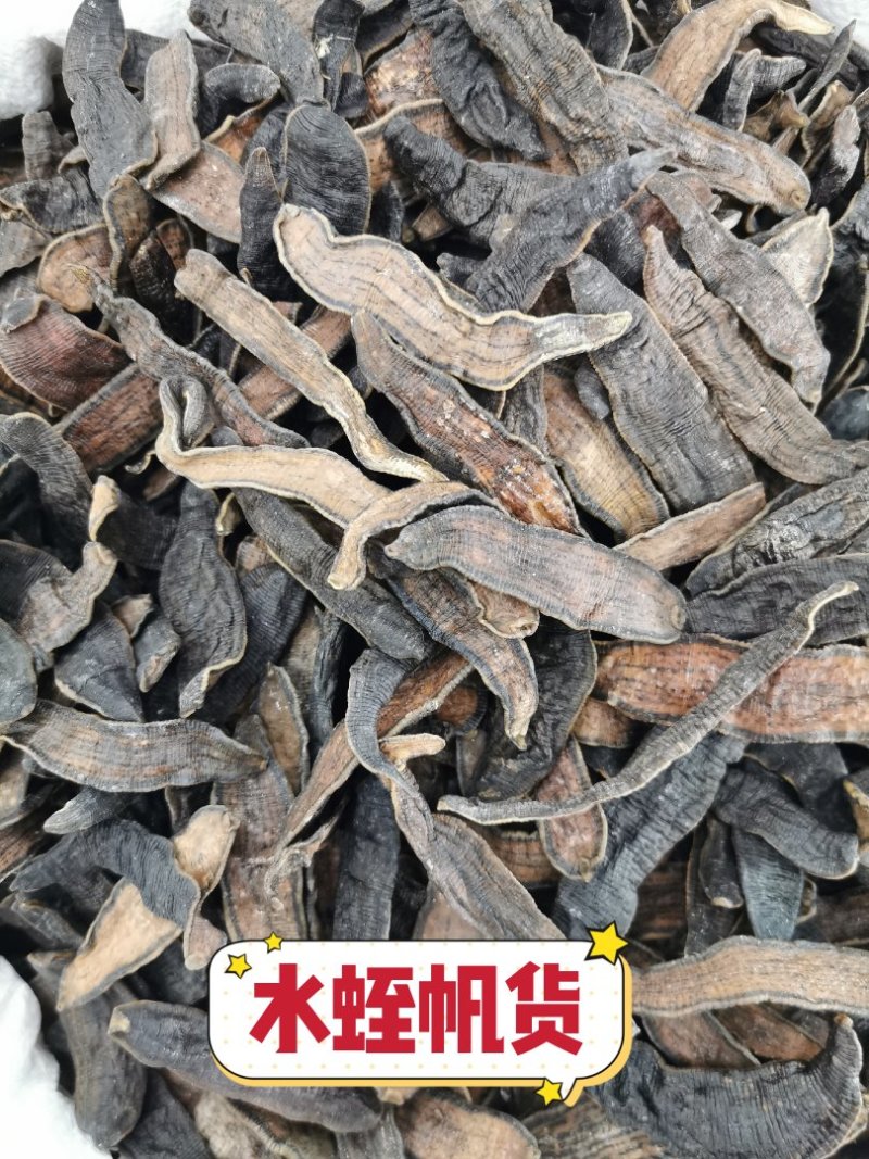 水蛭清水水蛭蚂蟥蚂蟥干