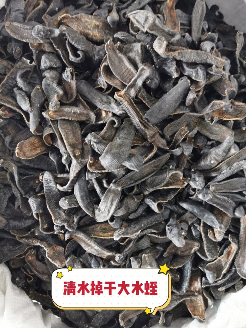 水蛭清水水蛭蚂蟥蚂蟥干