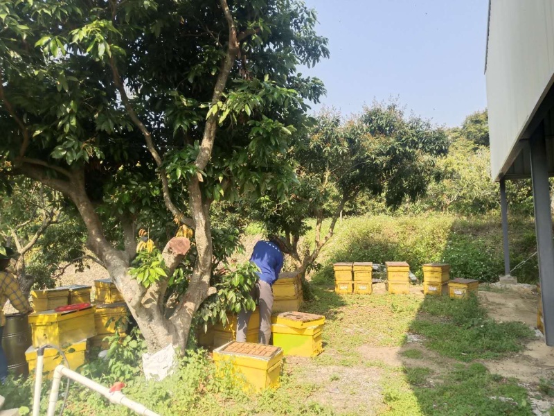 福建特产纯正蜂蜜荔枝蜜龙眼蜜百花蜜包邮新鲜