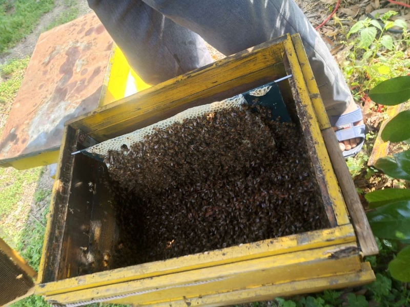 福建特产纯正蜂蜜荔枝蜜龙眼蜜百花蜜包邮新鲜