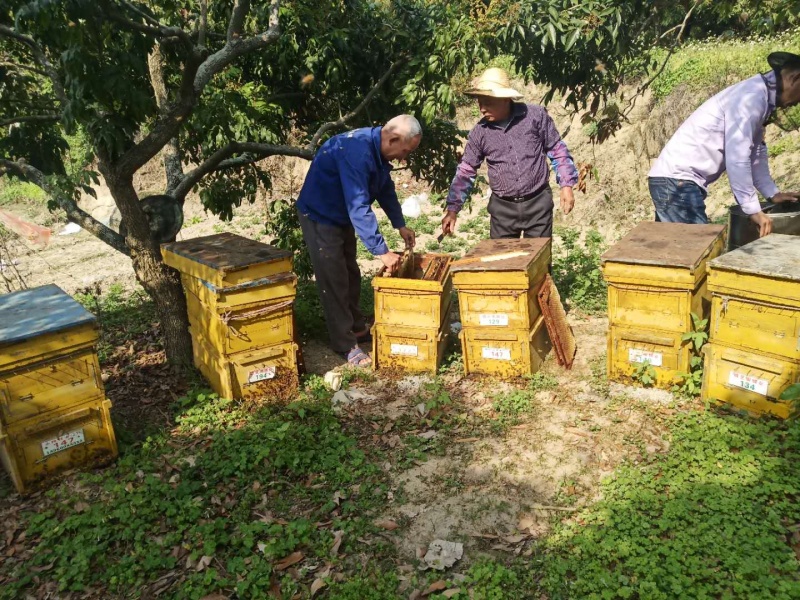 福建特产纯正蜂蜜荔枝蜜龙眼蜜百花蜜包邮新鲜