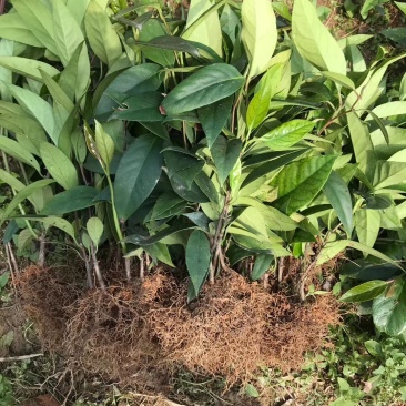 黑老虎布福娜