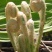 野生紫萁