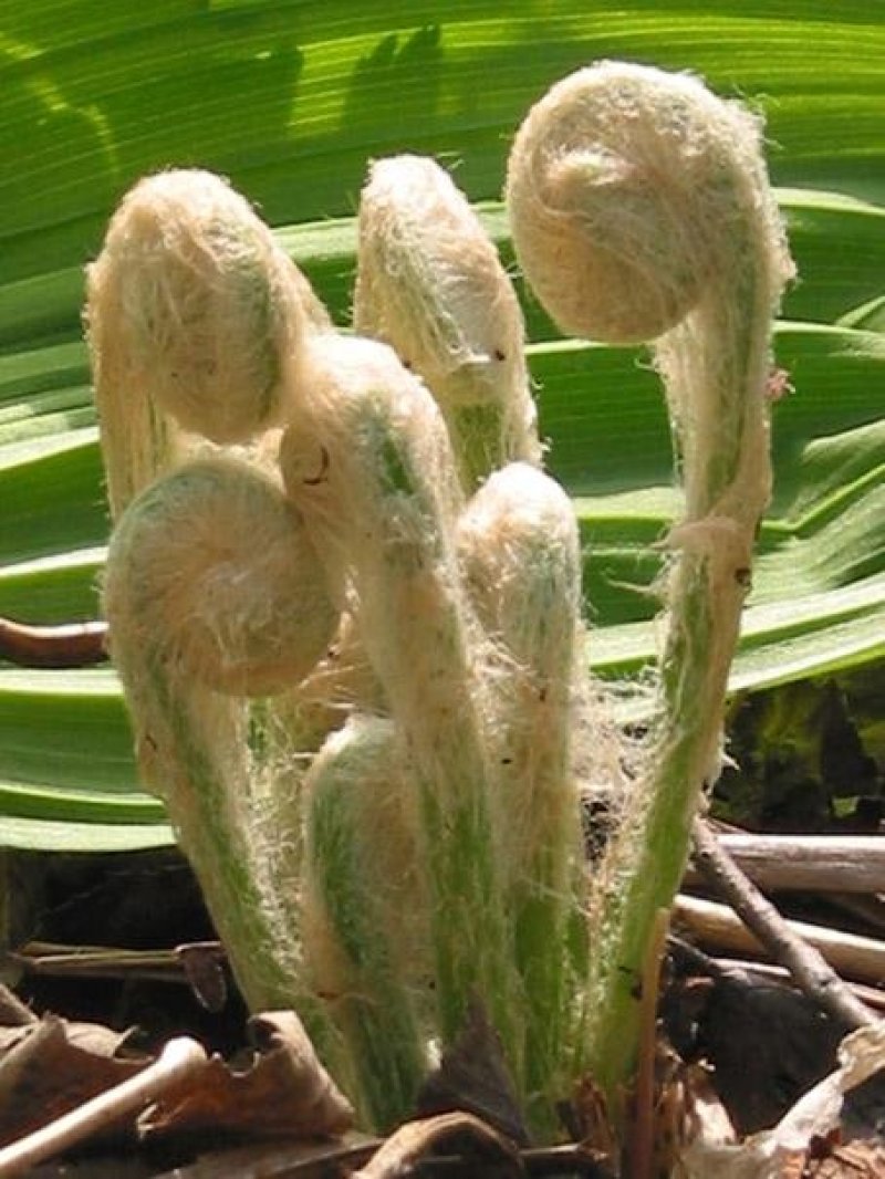野生紫萁