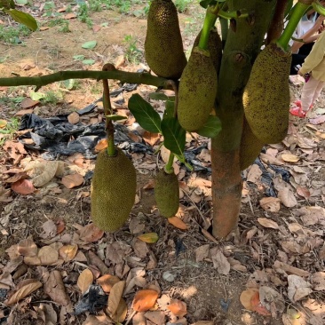 马来西亚一号菠萝蜜