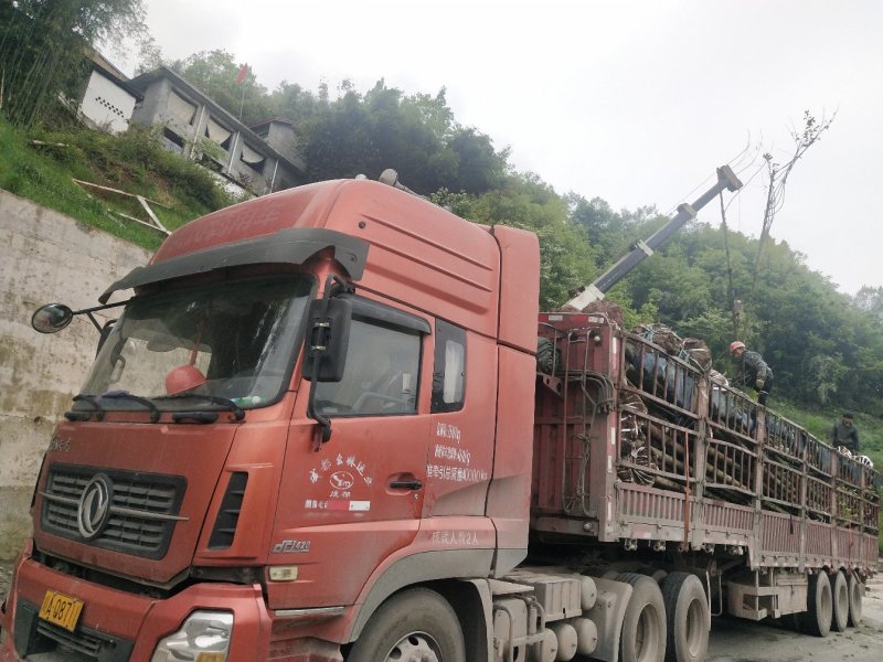 喜树大量出售四川省成都市，大量供应各种规格喜树