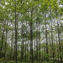 喜树大量出售四川省成都市，大量供应各种规格喜树