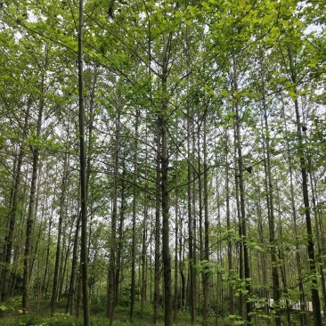 喜树大量出售四川省成都市，大量供应各种规格喜树