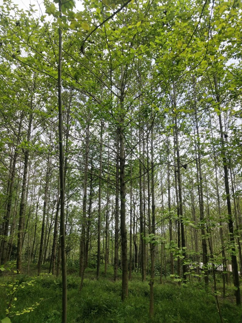 喜树大量出售四川省成都市，大量供应各种规格喜树