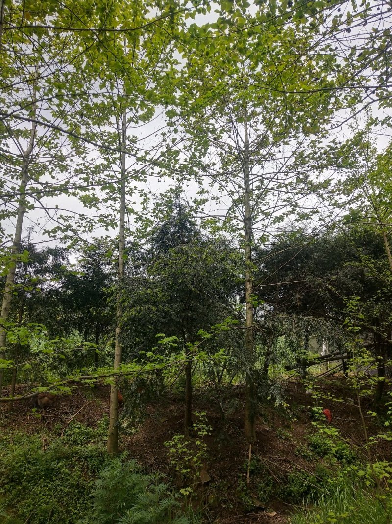 喜树大量出售四川省成都市，大量供应各种规格喜树