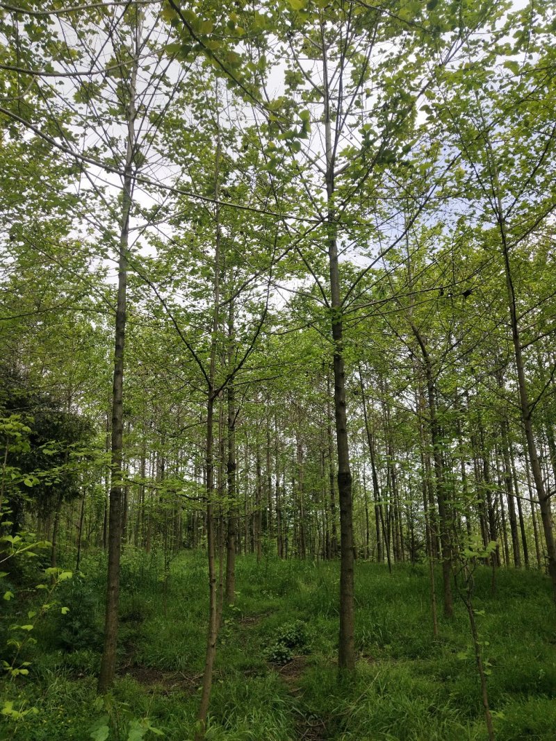 喜树大量出售四川省成都市，大量供应各种规格喜树