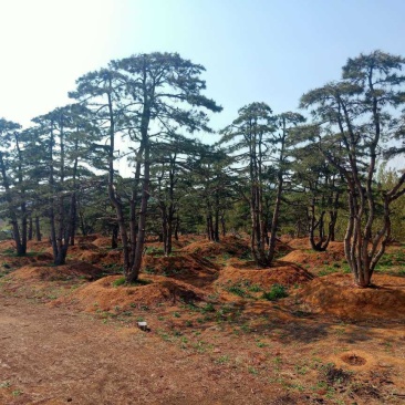 造型油松