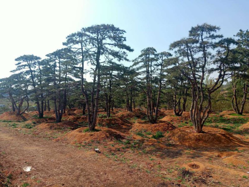 造型油松