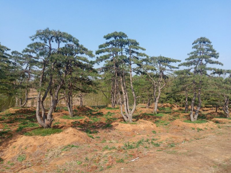 造型油松