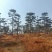 造型油松