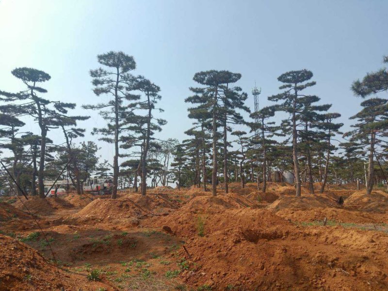 造型油松