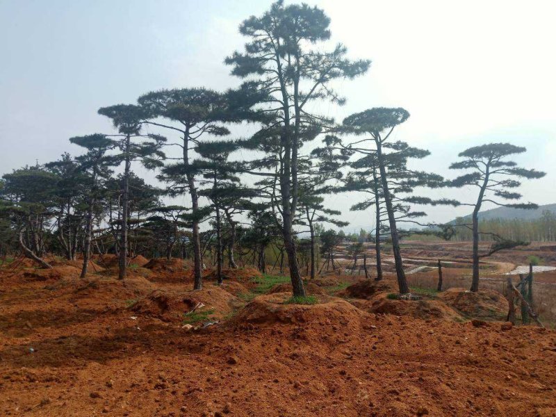 造型油松