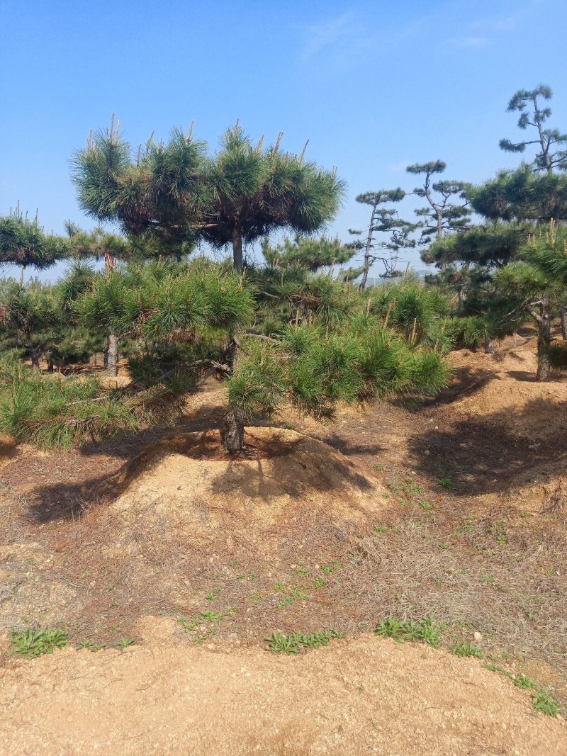 造型油松