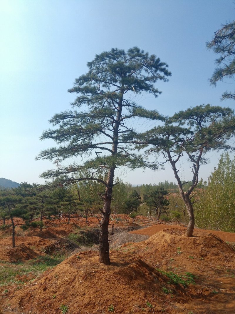 造型油松