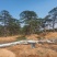 造型油松