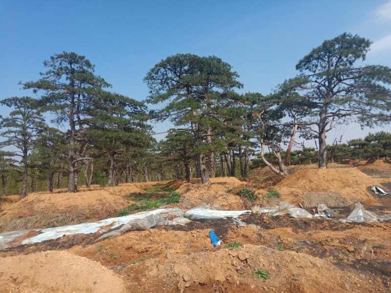 造型油松