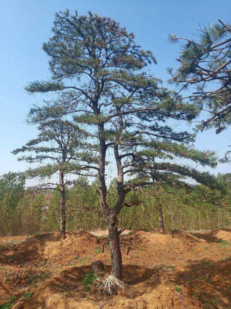造型油松