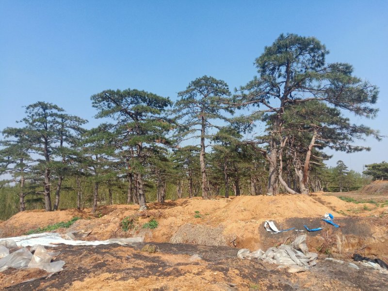 造型油松