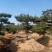 造型油松