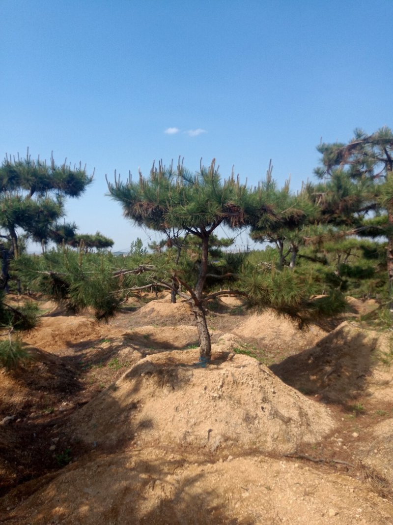 造型油松