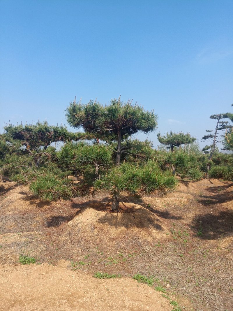 造型油松