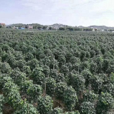 粉葛