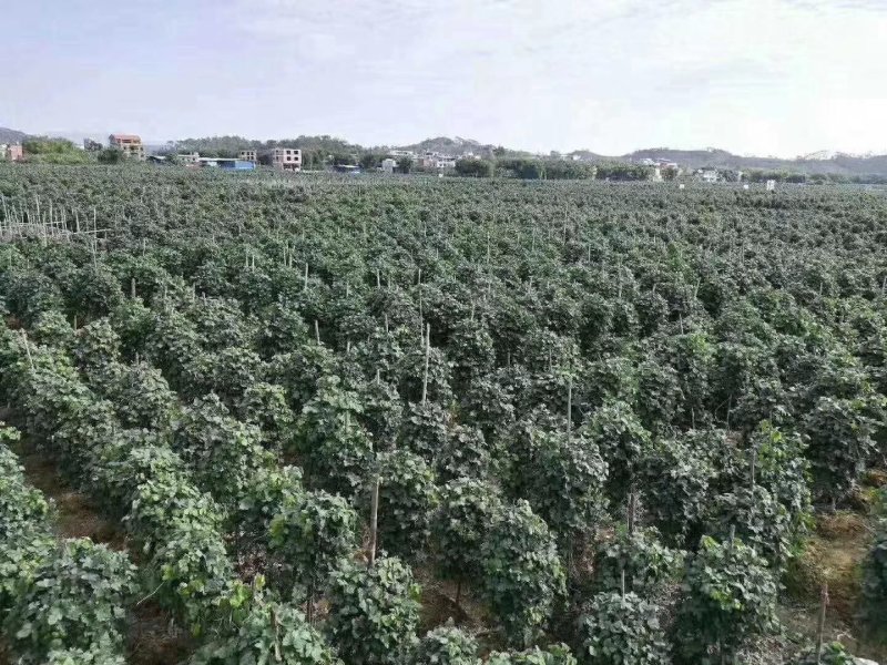 粉葛
