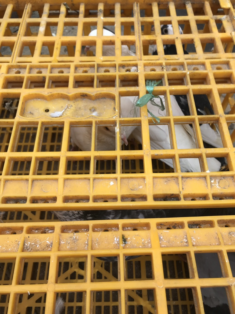 精品乳鸽，淘汰老鸽活体批发。原养殖基地直供……