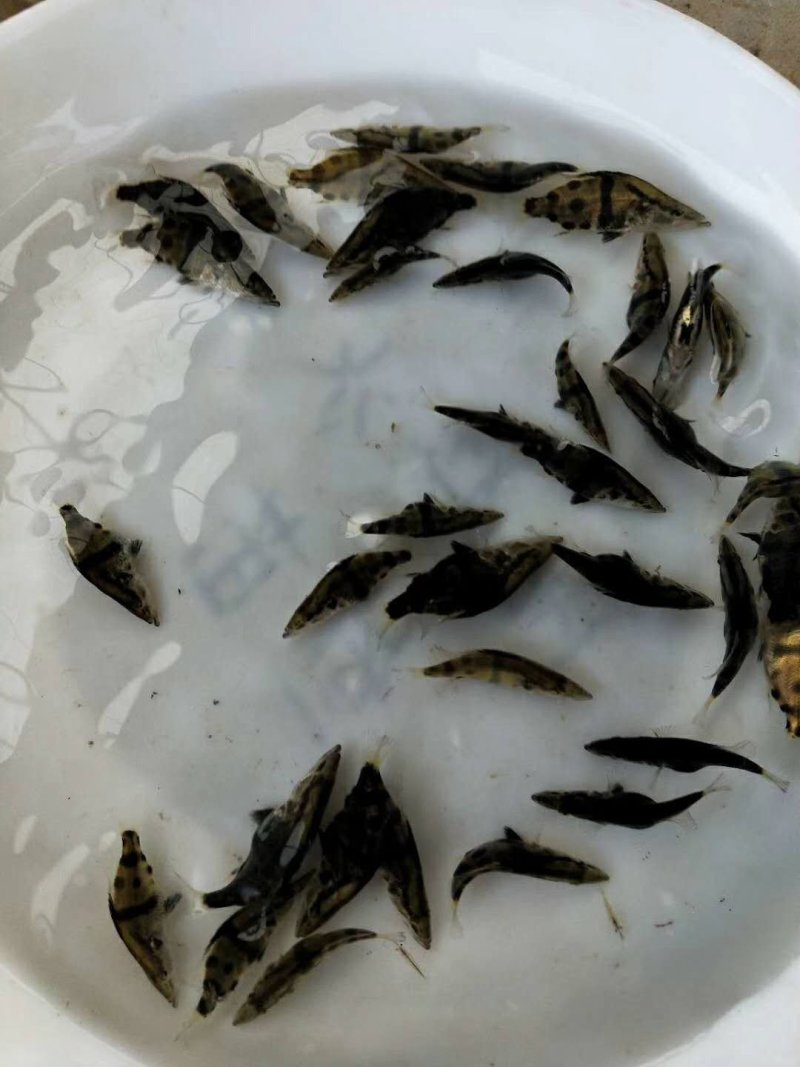 养殖户直销桂花鱼苗鳜鱼苗全程技术跟踪服务品质保证自产自销