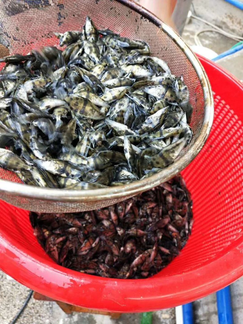 养殖户直销桂花鱼苗鳜鱼苗全程技术跟踪服务品质保证自产自销