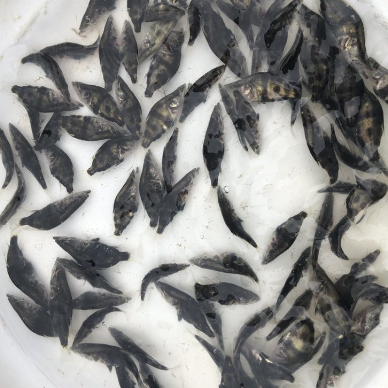 养殖户直销桂花鱼苗鳜鱼苗全程技术跟踪服务品质保证自产自销