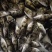 养殖户直销桂花鱼苗鳜鱼苗全程技术跟踪服务品质保证自产自销