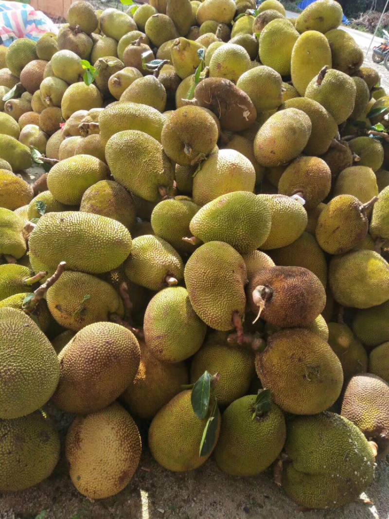 果园大量供应，菠萝蜜，龙眼，荔枝，等