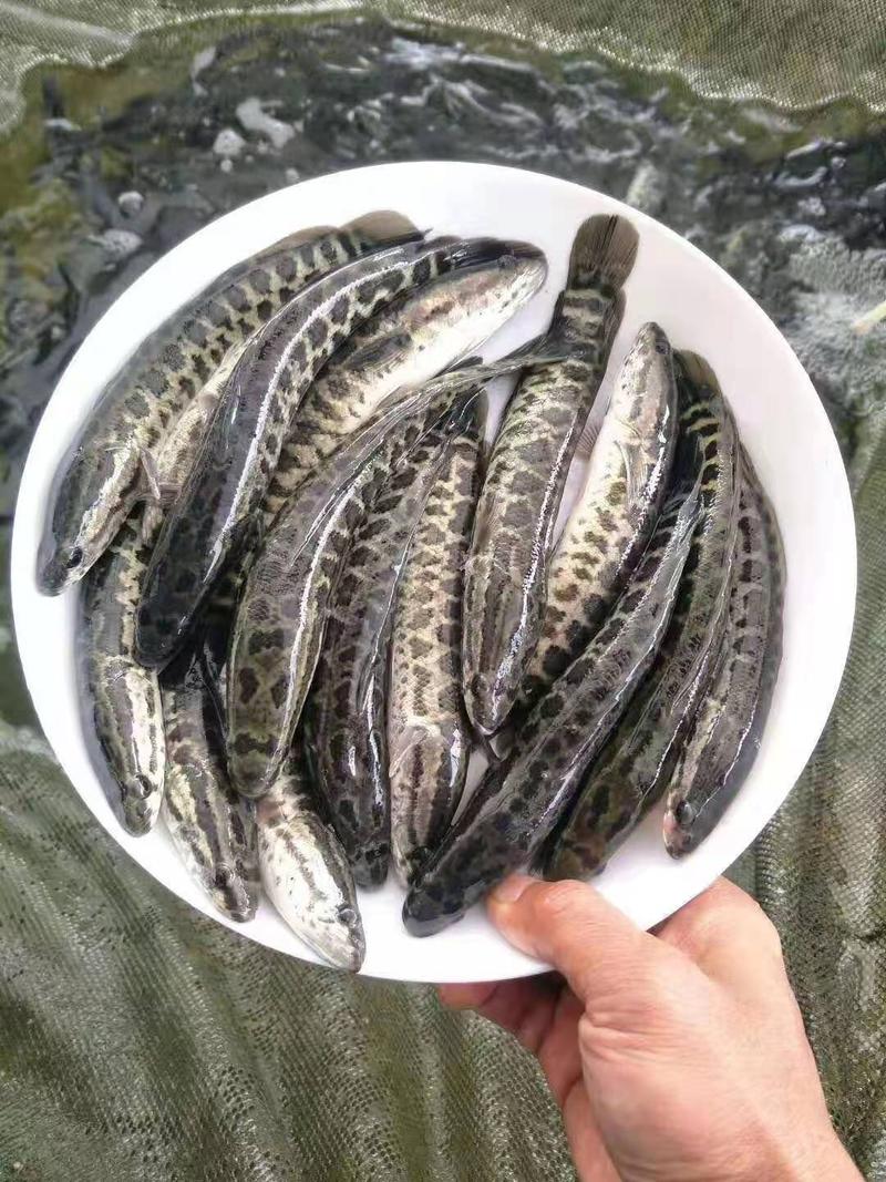 养殖户直销杂交黑鱼苗生鱼财鱼蛇头鱼品质保证
