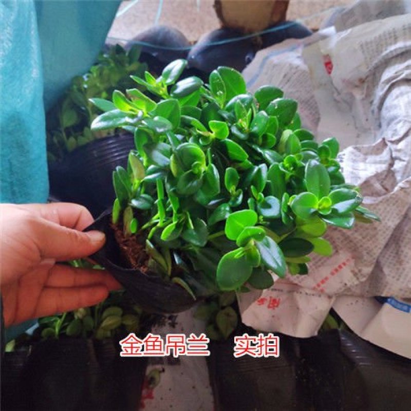 金鱼吊兰金鱼花苗亲嘴鱼口红吊兰四季常青花卉室内盆栽绿植吸