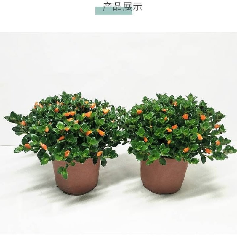 金鱼吊兰金鱼花苗亲嘴鱼口红吊兰四季常青花卉室内盆栽绿植吸