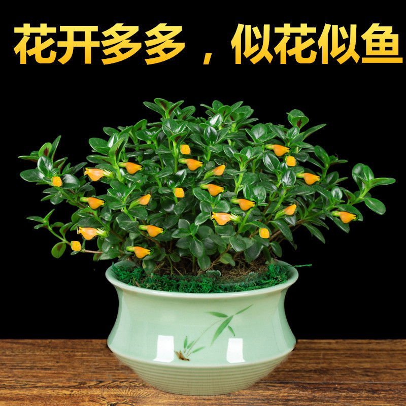 金鱼吊兰金鱼花苗亲嘴鱼口红吊兰四季常青花卉室内盆栽绿植吸