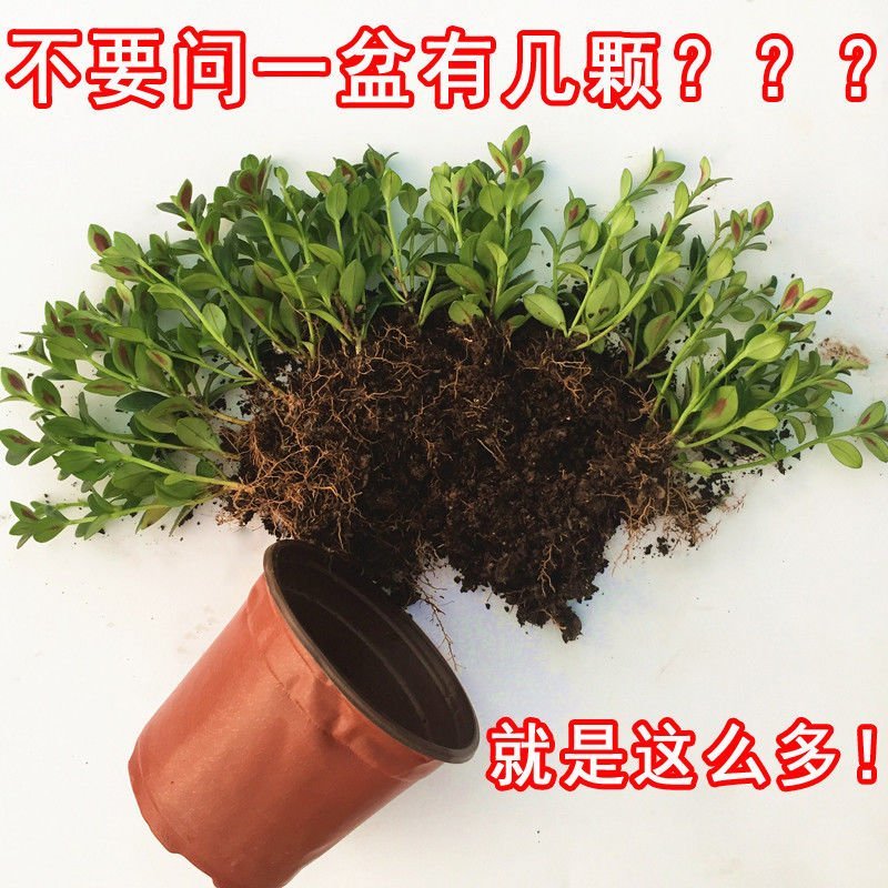 金鱼吊兰金鱼花苗亲嘴鱼口红吊兰四季常青花卉室内盆栽绿植吸