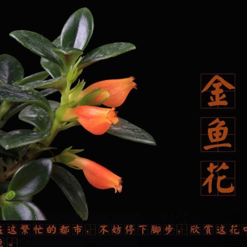 金鱼吊兰金鱼花苗亲嘴鱼口红吊兰四季常青花卉室内盆栽绿植吸